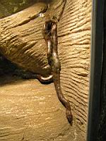 Anaconda (Eunectes murinus) (Photo F. Mrugala) (2)